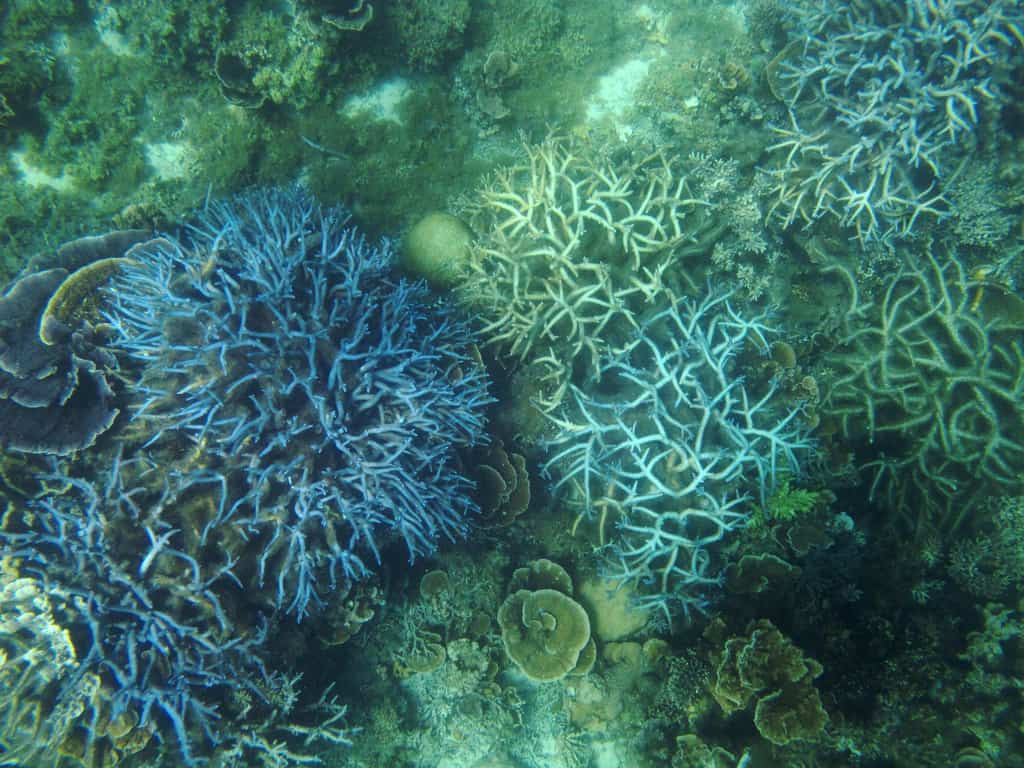 Healthy coral 2022